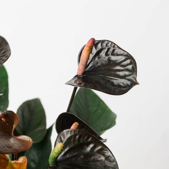 Антуриум Блэк Лав, или Черная Любовь (Anthurium Аndraeanum Black Love) D12см