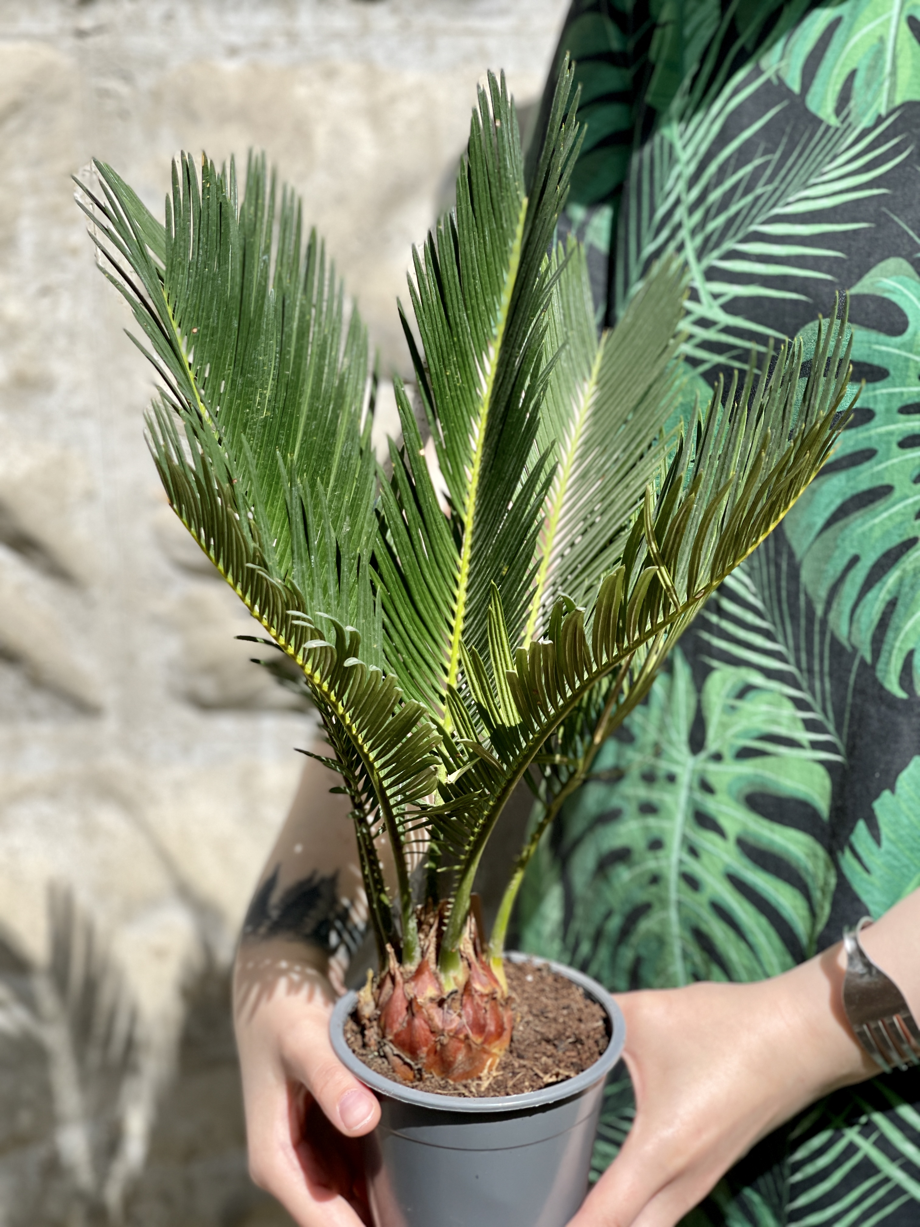 Цикас Революта (Cycas Revoluta) D14см