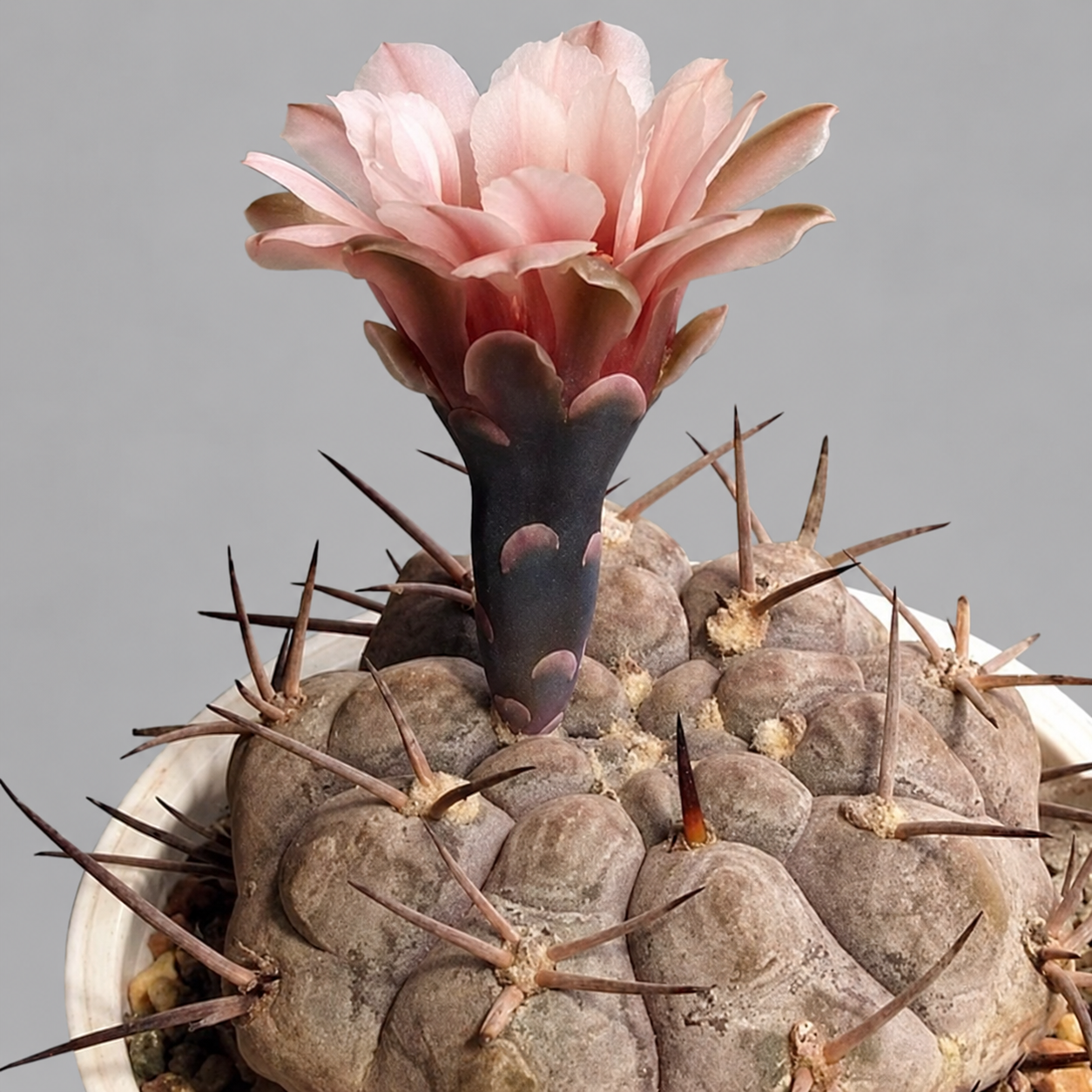 Гимнокалициум Сизый Феррари, или Гимнокалициум Глаукум (Gymnocalycium Glaucum) D5см