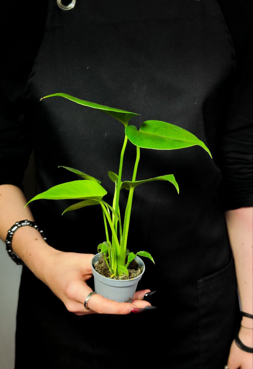 Монстера Деликатесная, или Монстера Делициоза (Monstera Deliciosa) D6см