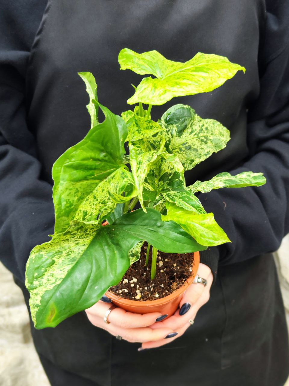Сингониум Моттлед (Syngonium Mottled) D12см