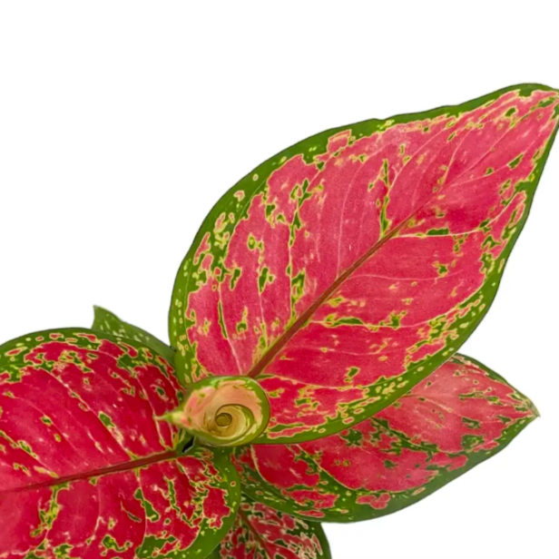 Аглаонема Ред Валентин, или Ред Валентайн (Aglaonema Red Valentine) D6см