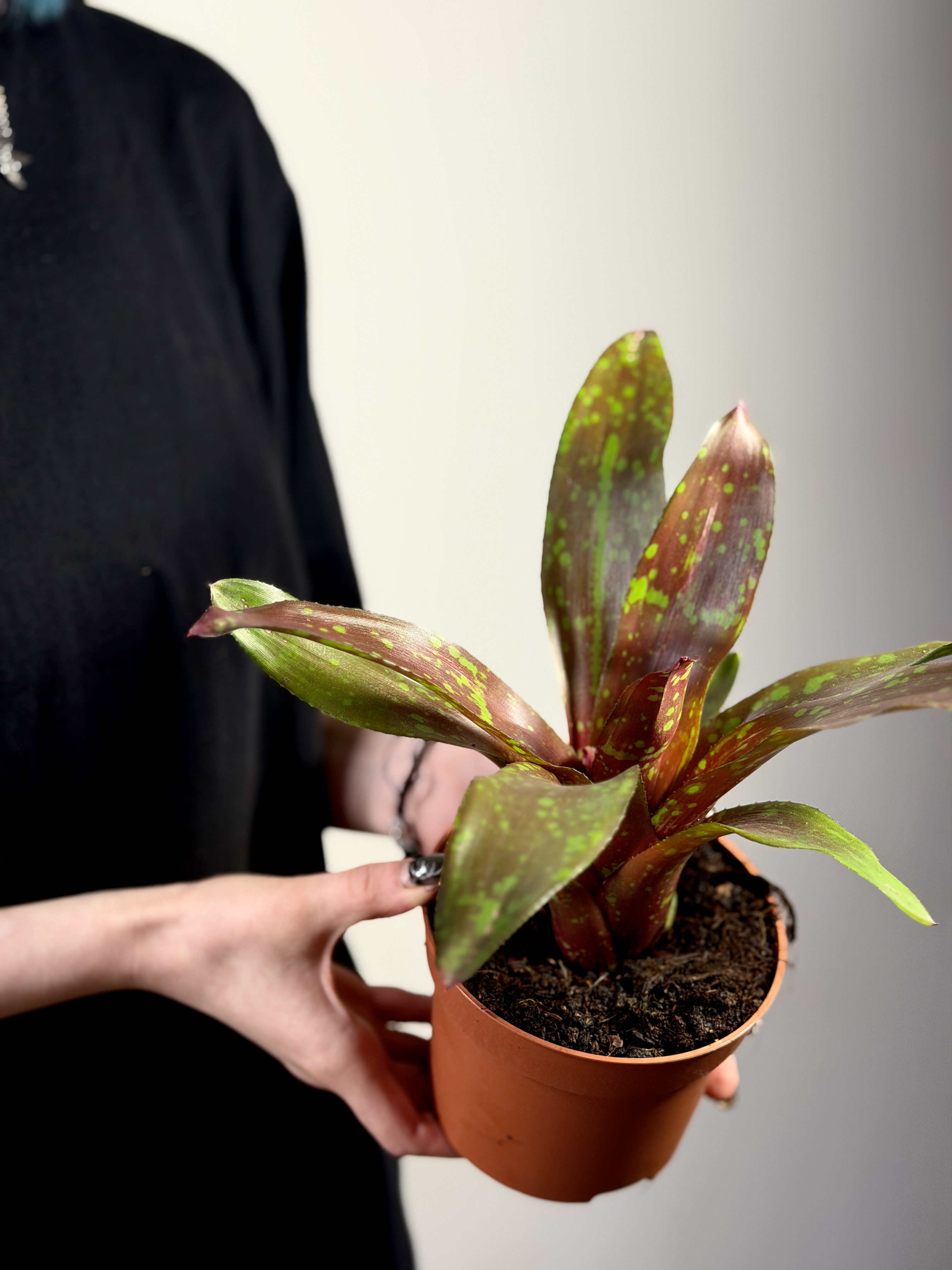 Неорегелия Галакси (Neoregelia Galaxy) D12см