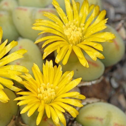 Конофитум Мейера (Conophytum meyeri) D5см
