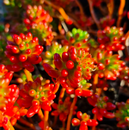 Седум Рубротинктум Ред (Sedum Rubrotinctum Jelly Beans Red) D5см