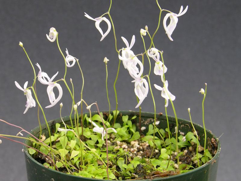 Пузырчатка Сандерсона (Utricularia sandersonii)