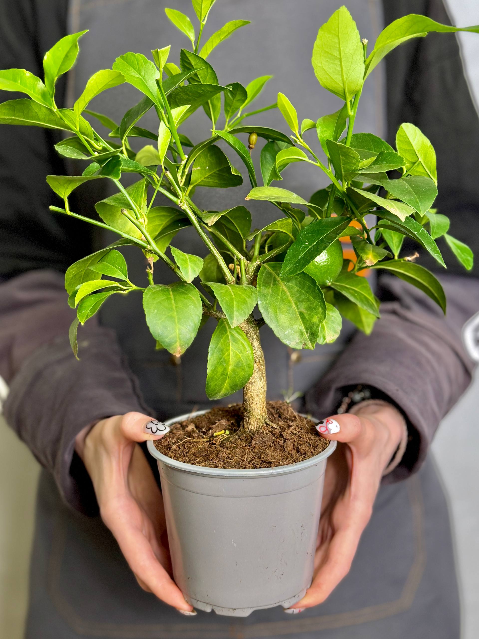 Лимонное Дерево (Citrus lemon on stem) D12см