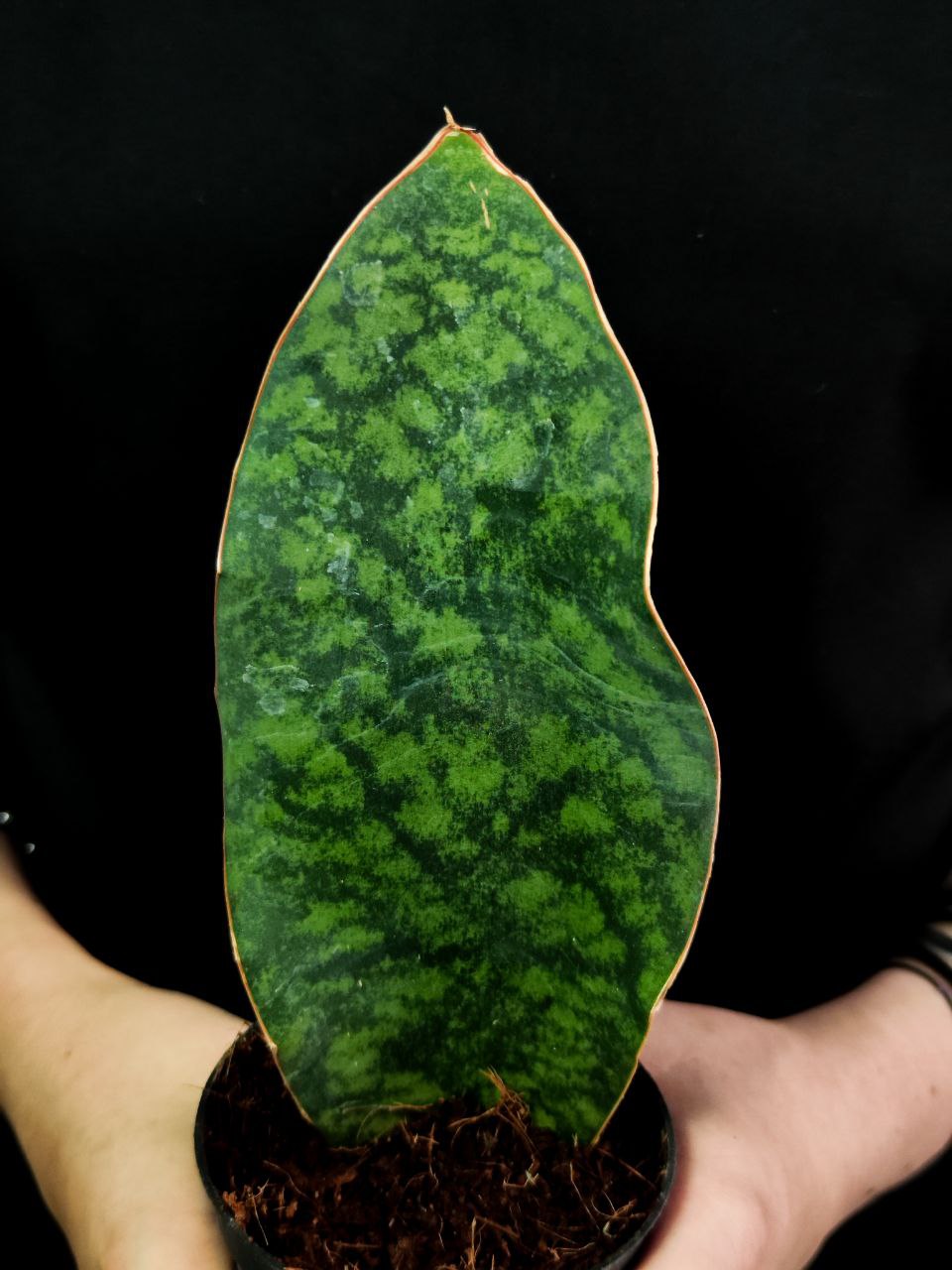 Сансевиерия Масониана Виктория (Sansevieria Masoniana  Victoria) D8,5см