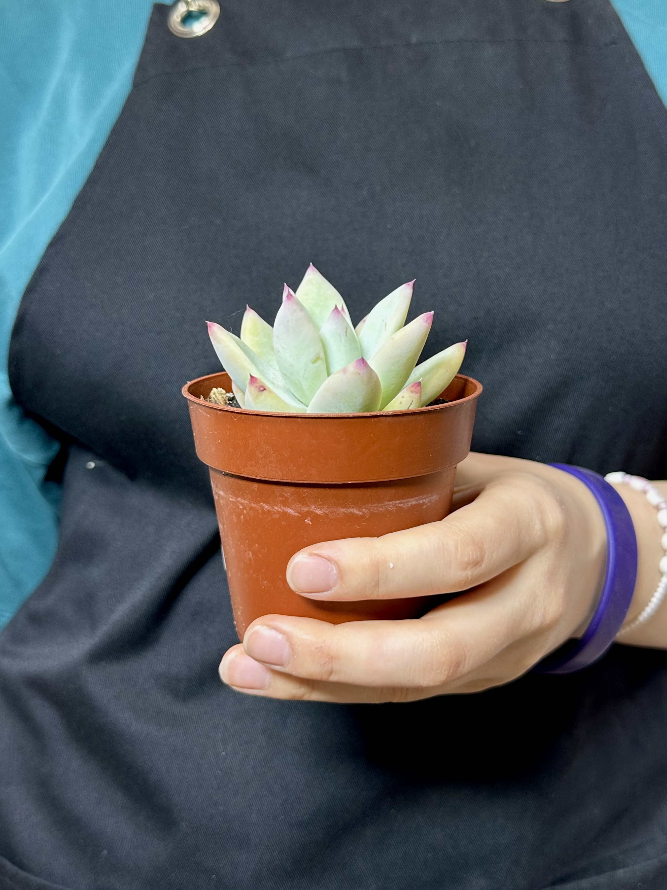 Эхеверия Мексиканский Гигант (Echeveria Mexican Giant) D8,5см