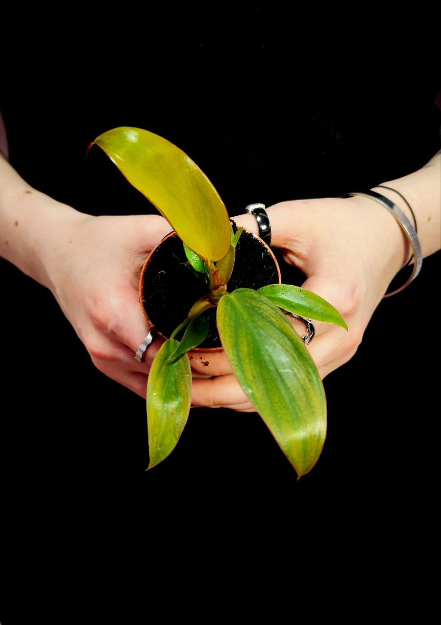 Филодендрон Флорида Бронз (Philodendron Florida Bronze) D6см