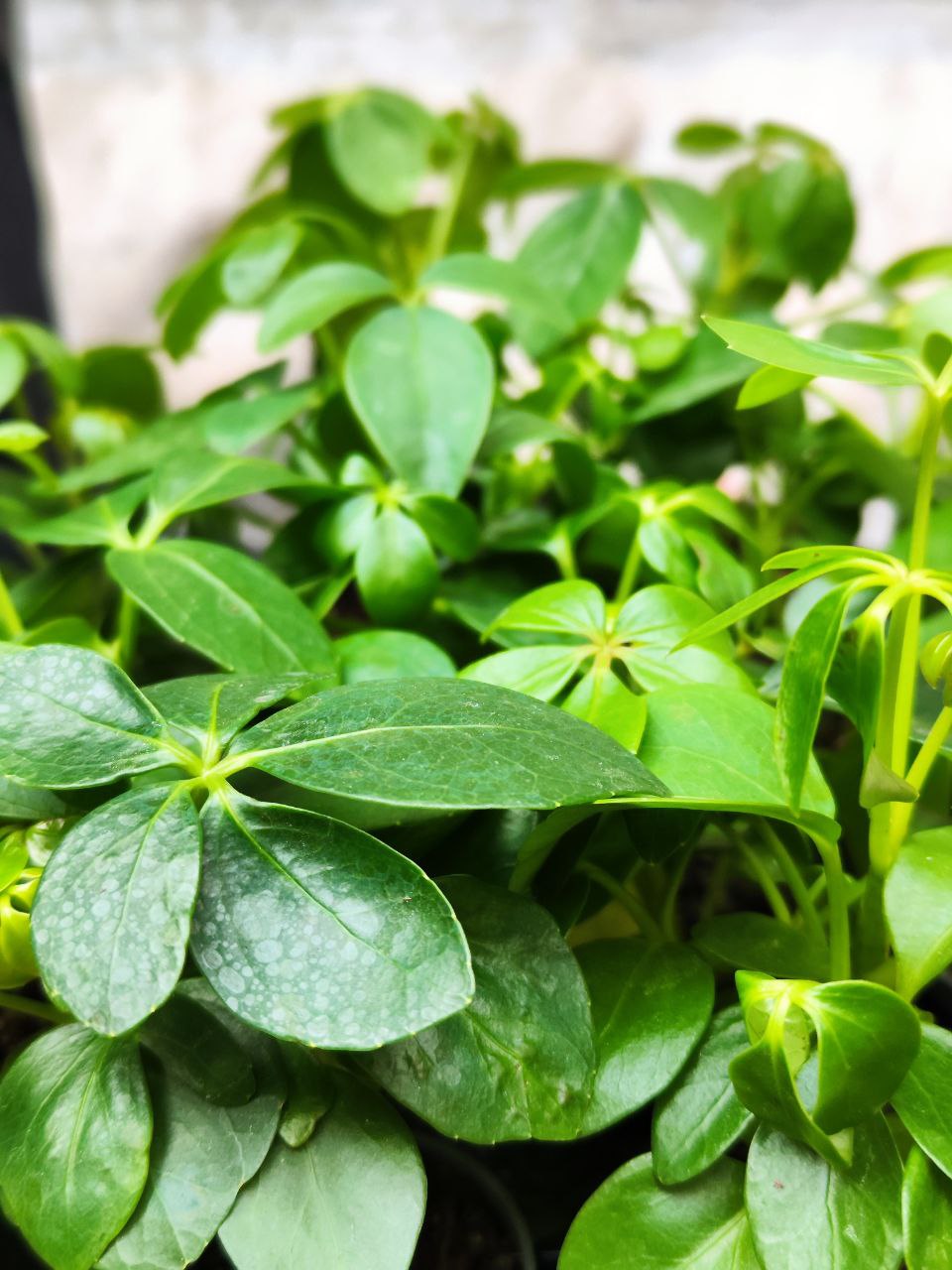 Шеффлера Древовидная Арборикола (Schefflera Arboricola) D6см
