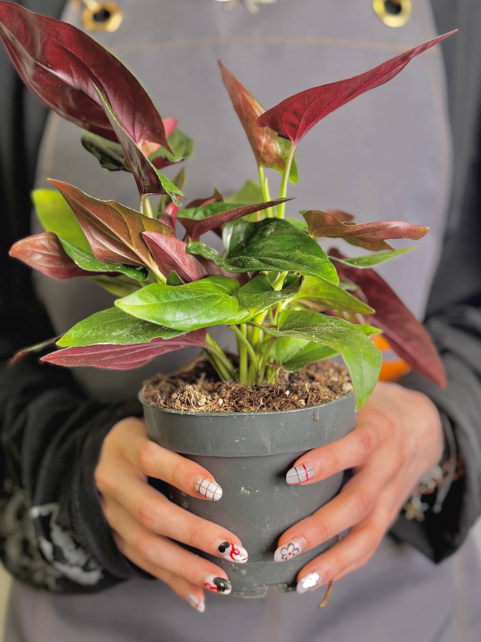 Сингониум  Красная Стрела, или Эритрофиллум Ред Эрроу (Syngonium Erythrophyllum Red Arrow) D12см
