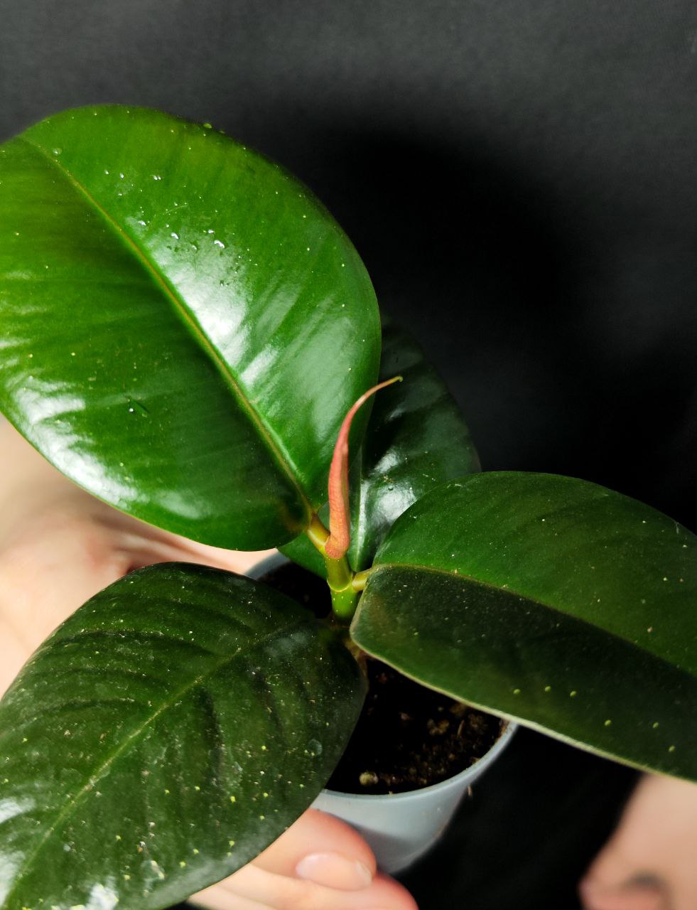Фикус Эластика Робуста, или Фикус Каучуконосный (Ficus Elastica Robusta) D6см