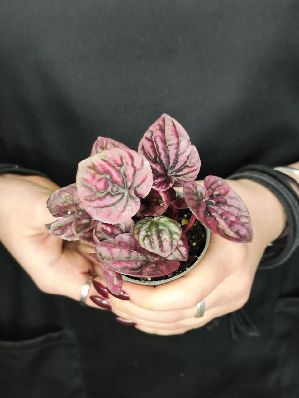Пеперомия Каперата Ред Луна (Peperomia Caperata Luna Red) D5см