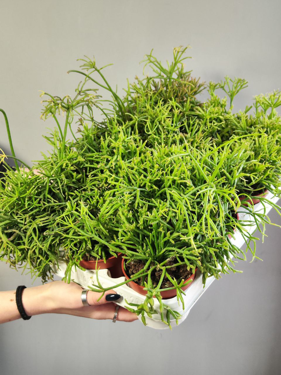 Рипсалис Кассута (Rhipsalis Cassutha) D8,5см