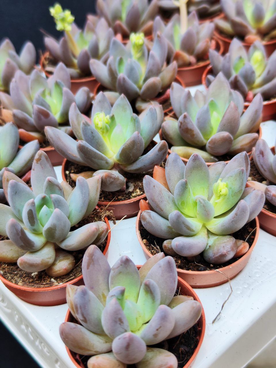 Пахифитум Брактеосум Фиткай (Pachyphytum Bracteosum Fitkai) D5см