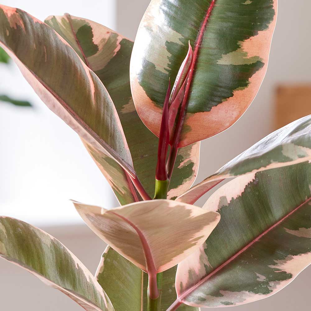 Фикус Эластика Белиз (Ficus Elastica Belize) D6см