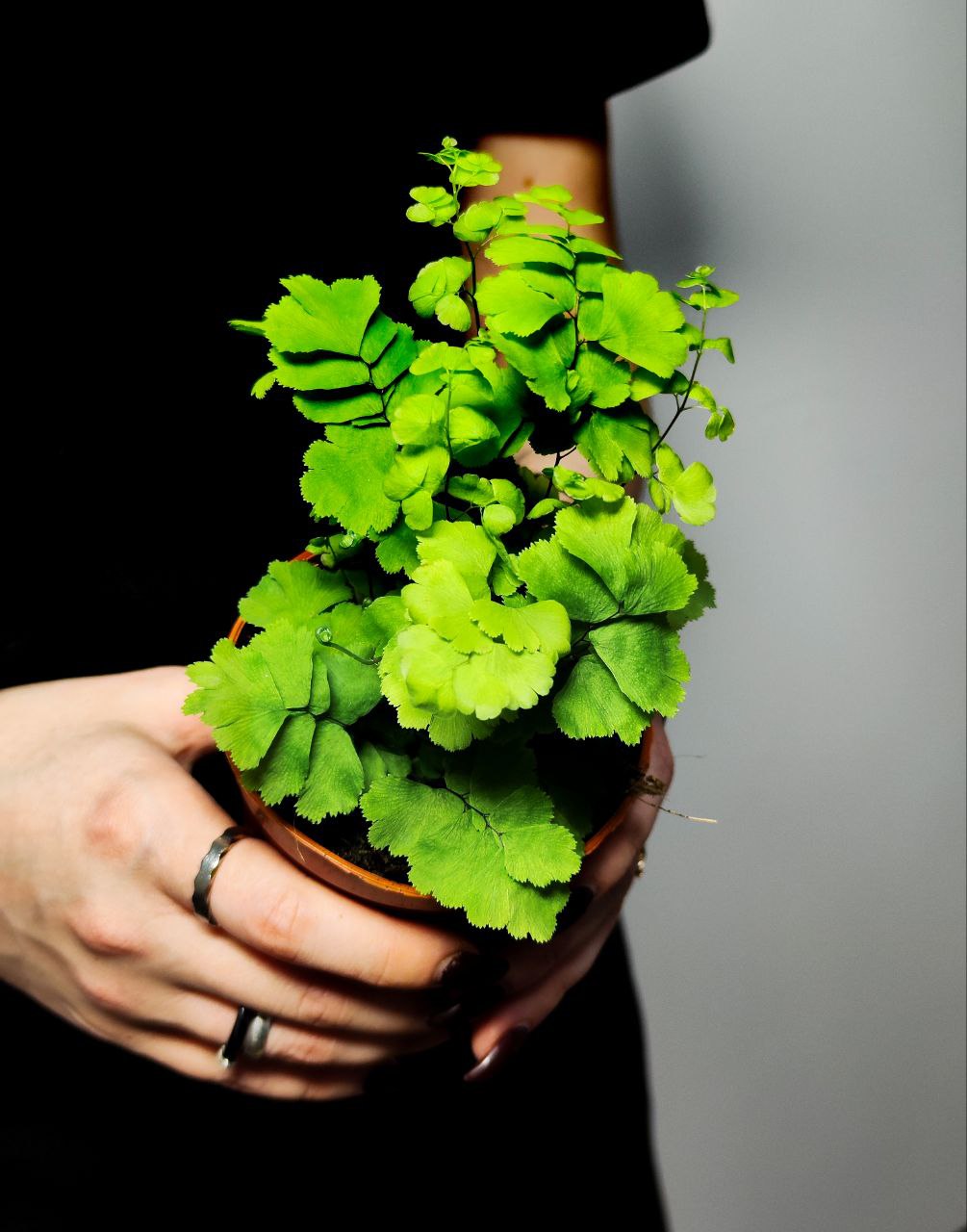 Адиантум Леди Женева (Adiantum Lady Geneva) D8,5см