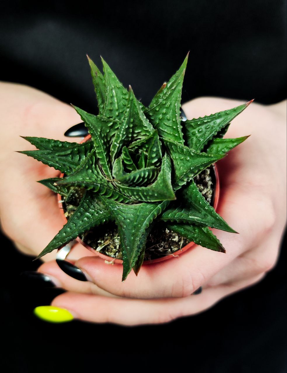 Хавортия Лимифолия (Haworthia Limifolia) D5см