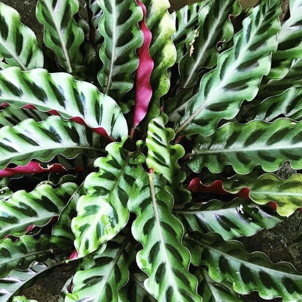 Калатея Гандерси (Calathea Gandersii) D11см