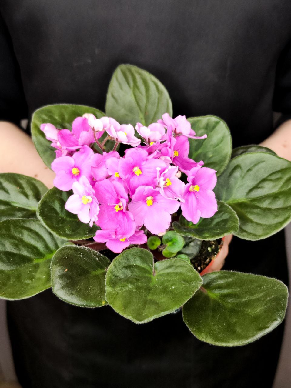 Сенполия Розовая, или Фиалка (Saintpaulia Pink) D10см