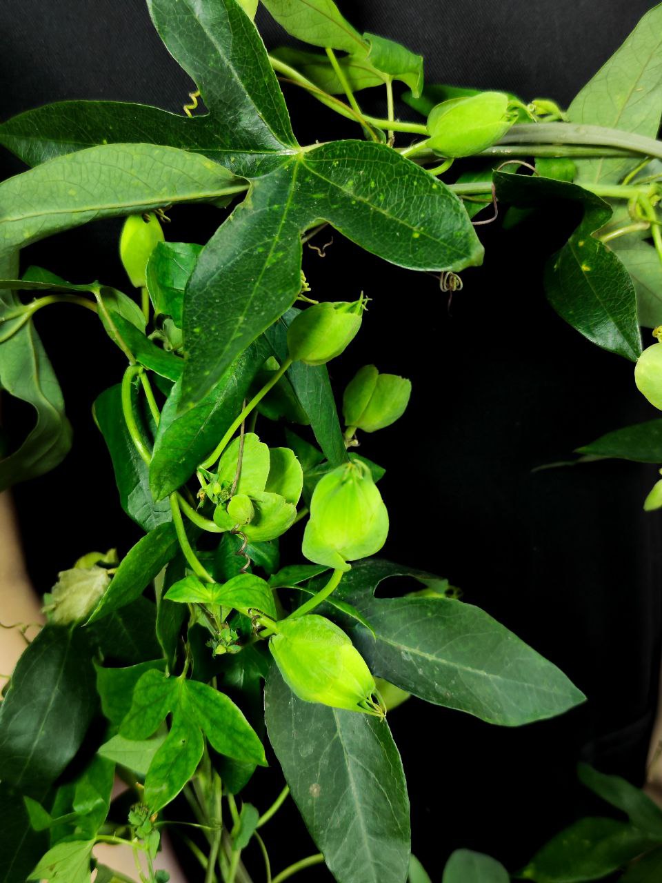 Пассифлора, или Маракуйя (Passiflora Monique Klemann) D13см