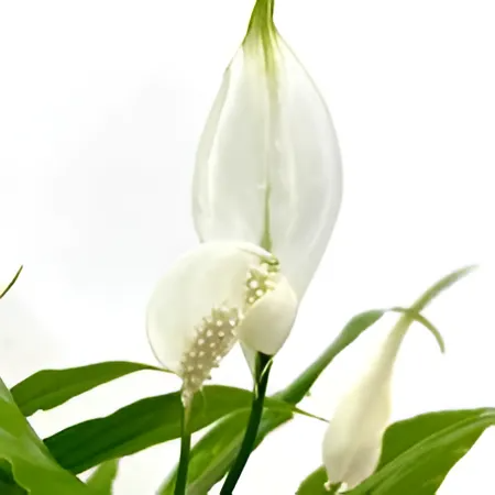 Спатифиллум Шопен (Spathiphyllum Chopin) D6см