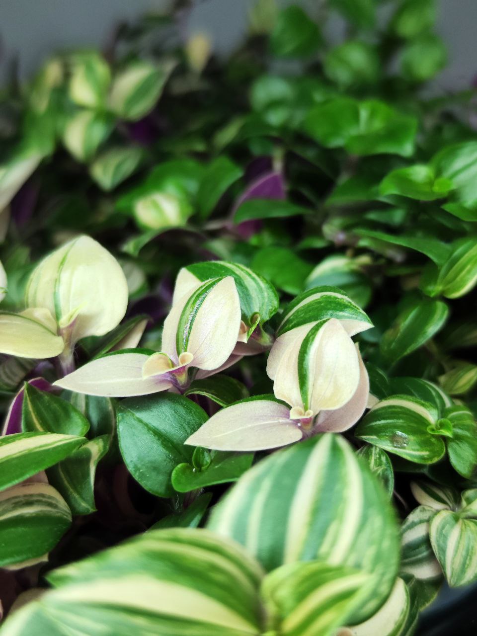 Традесканция Триколор Роза (Tradescantia Tricolor Rosa) D6см