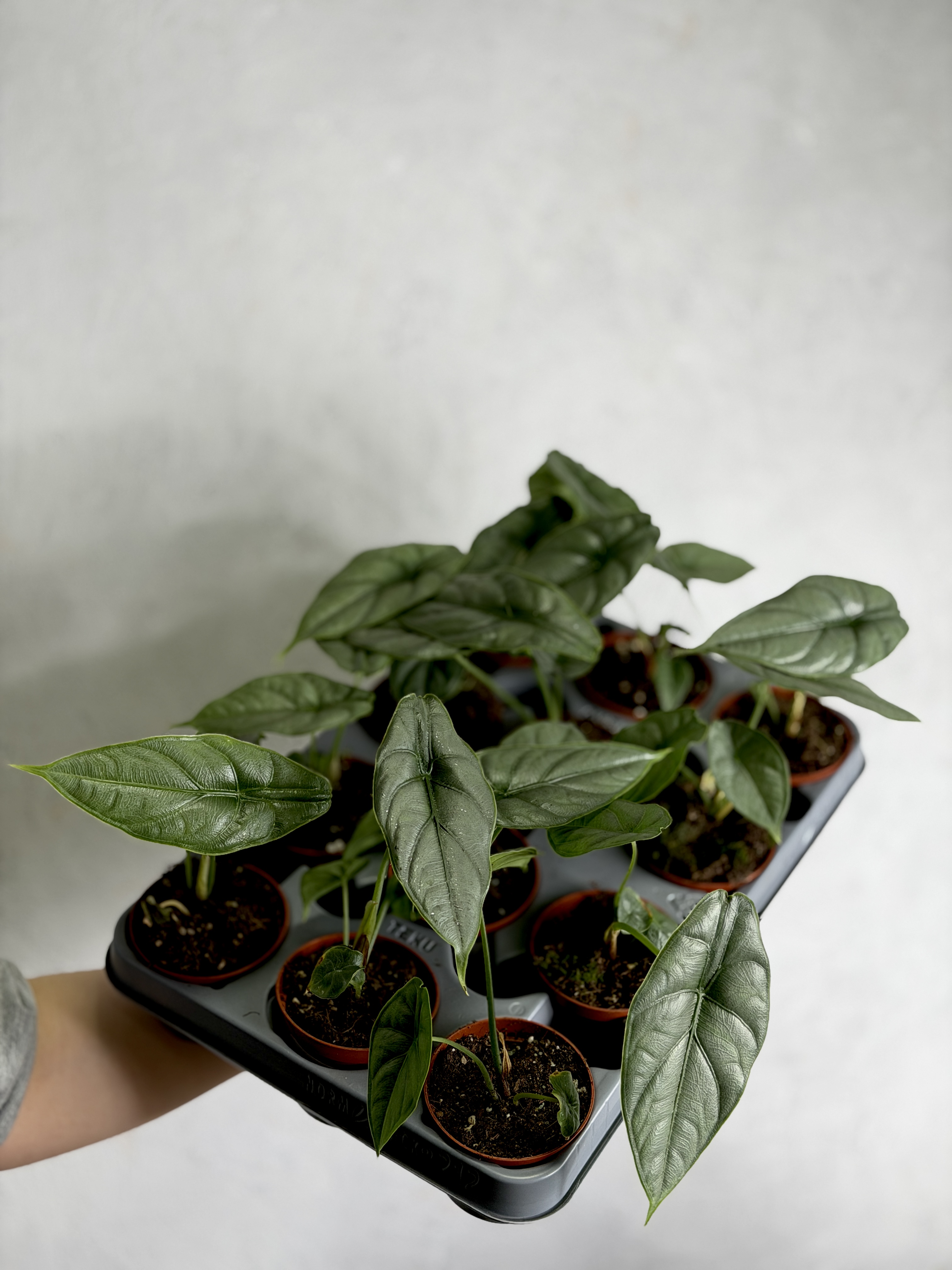 Алоказия Пунчак Борнео (Alocasia Puncakborneensis) D8см