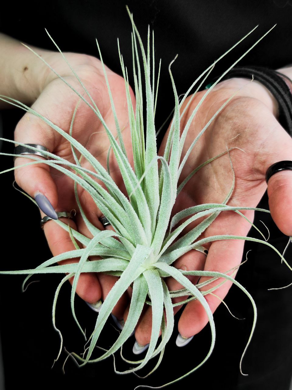 Тилландсия Гарденера (Tillandsia Gardneri)