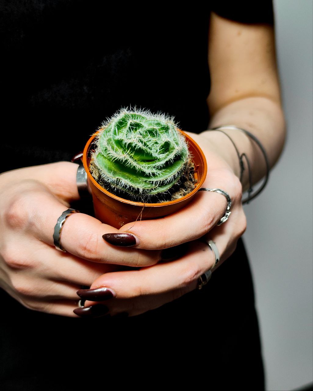 Крассула Капителла Сетоза Туррита (Crassula Capitella Setosa Turrita) D5см