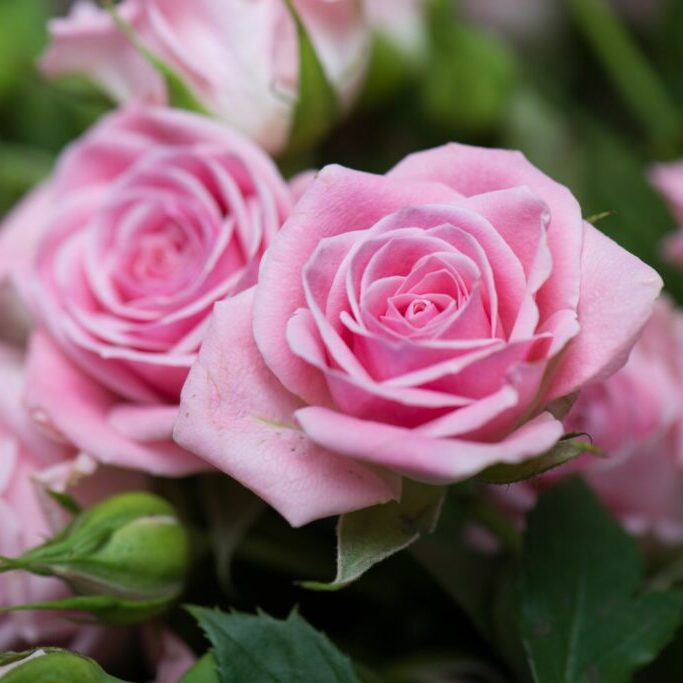 Роза Даника комнатная светло - розовая (Rosa Danica "Light Pink") D6см