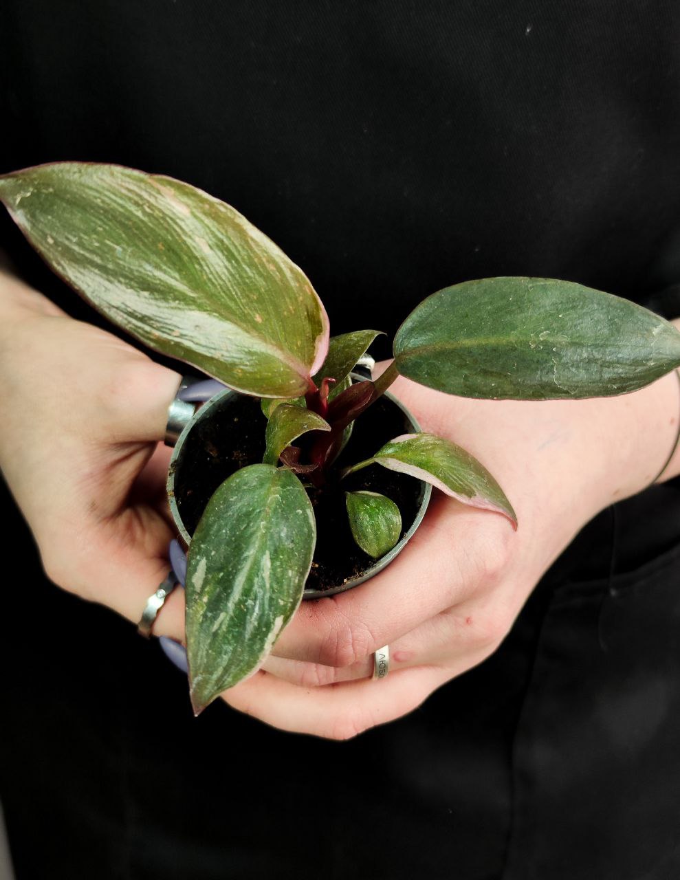 Филодендрон Пинк Принцесс (Philodendron Pink Princess) D6см