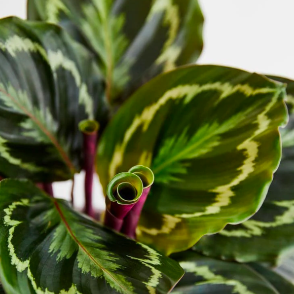 Калатея Медальон (Calathea Roseopicta Medallion) D12см