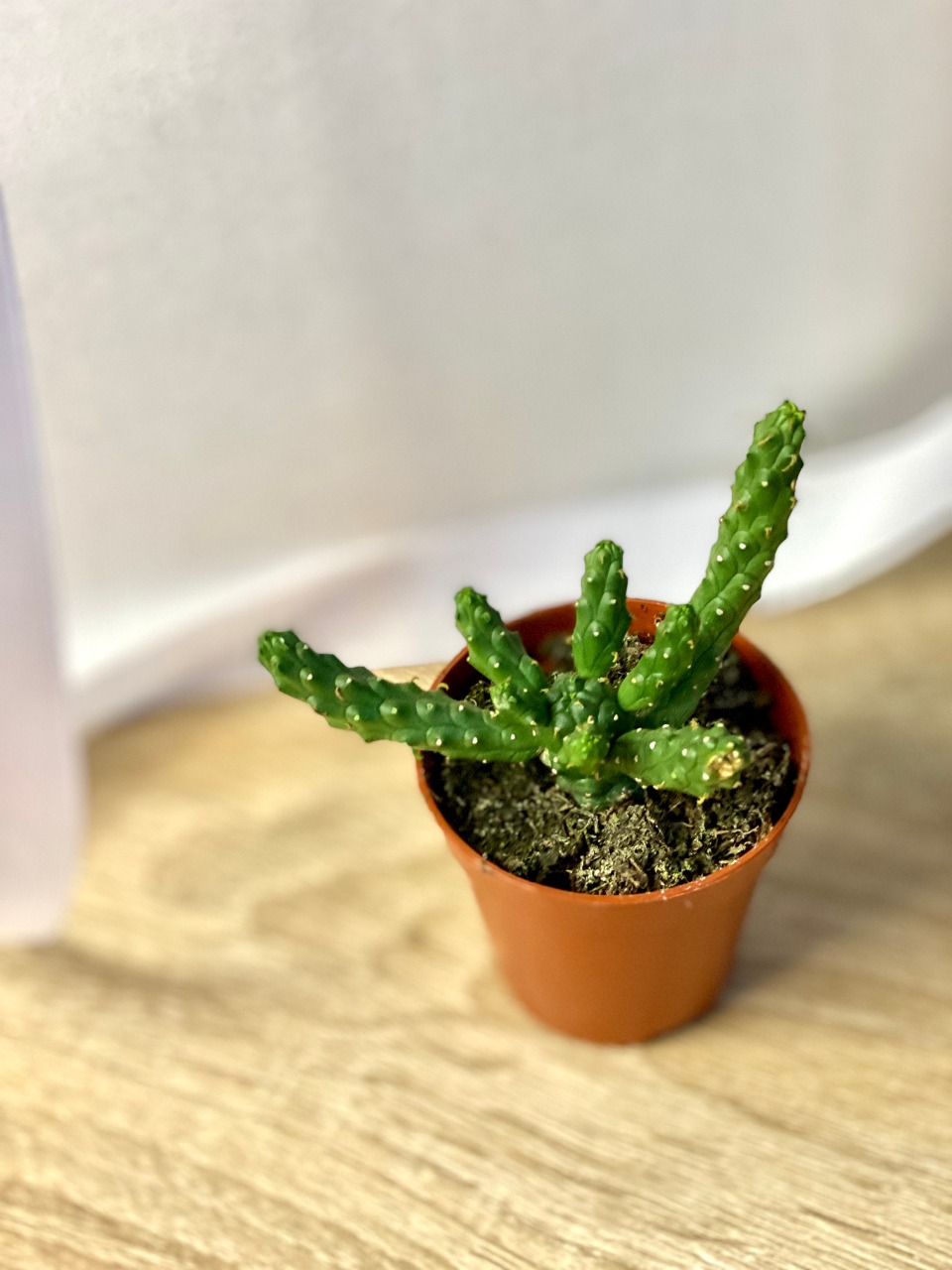 Молочай Безостый, или Эуфорбия Медузовидная (Euphorbia Inermis) D5см