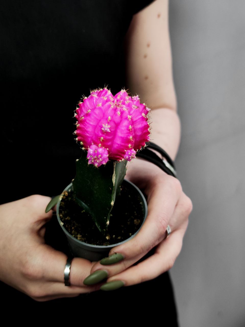 Кактус Гимнокалициум Михановича Розовый (Gymnocalycium Mihanovichii Pink) D5см