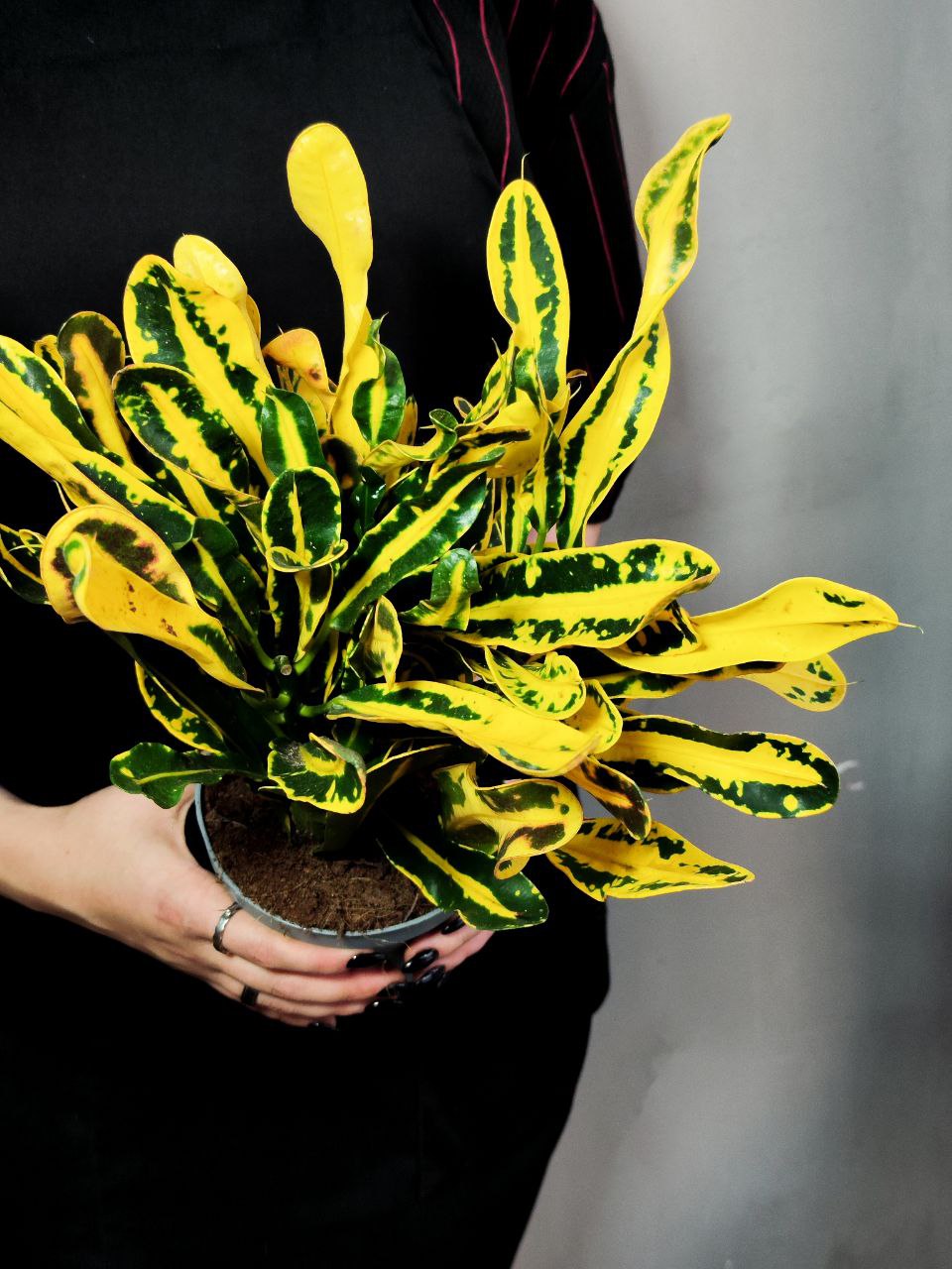 Кодиеум Мамми Йеллоу (Codiaeum Mammy Yellow) D12см