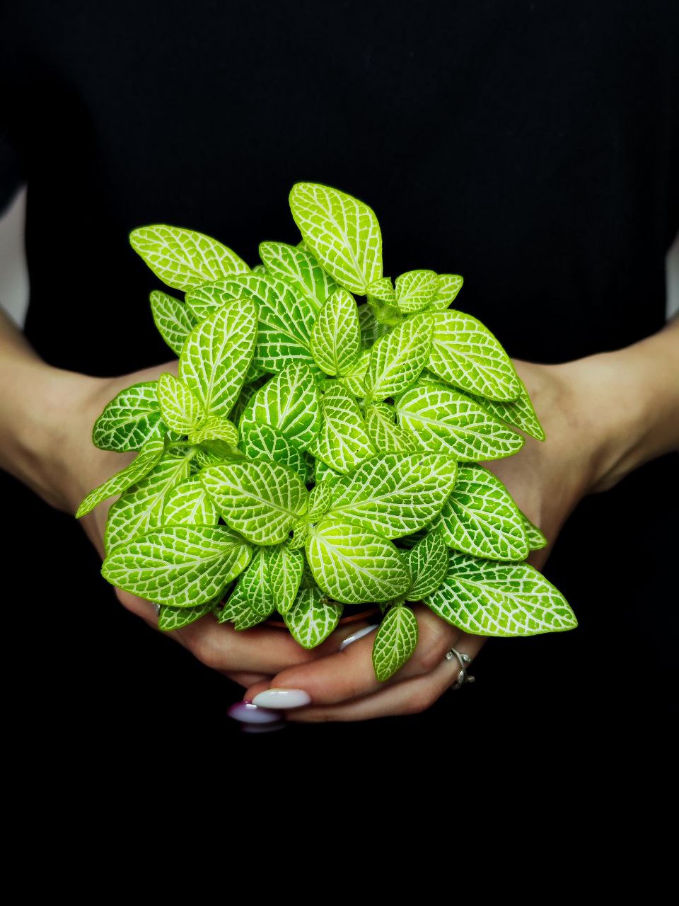 Фиттония Вершаффельта Вайт (Fittonia Verschaffeltii White) D8,5см