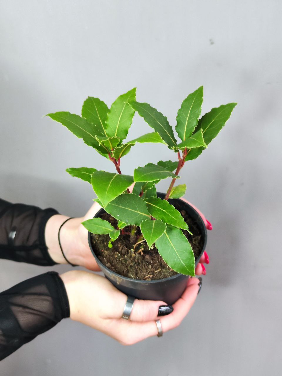 Лавр Благородный, или Лавровое дерево (Laurus Nobilis) D11см