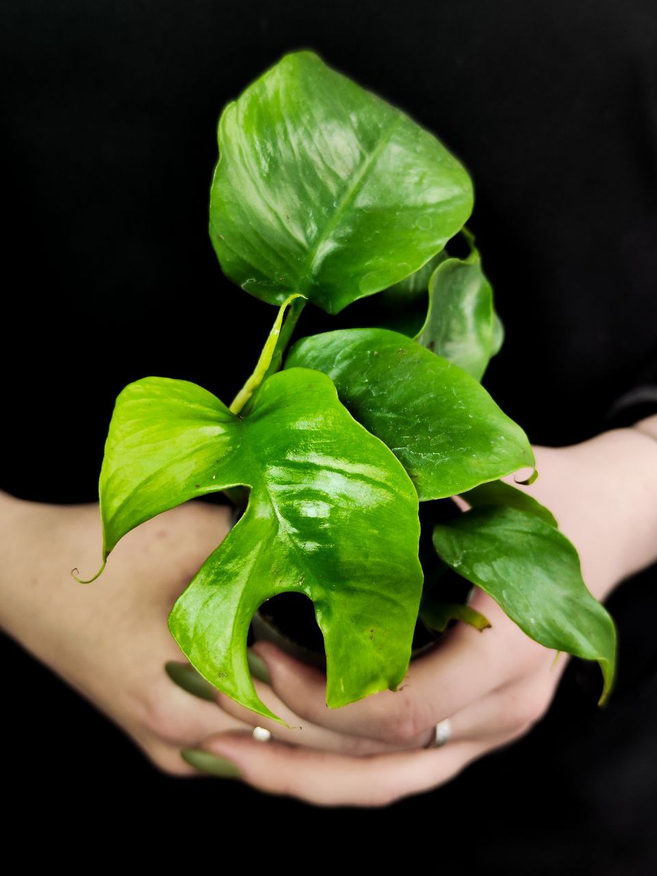 Монстера Минима (Monstera Minima) D6см