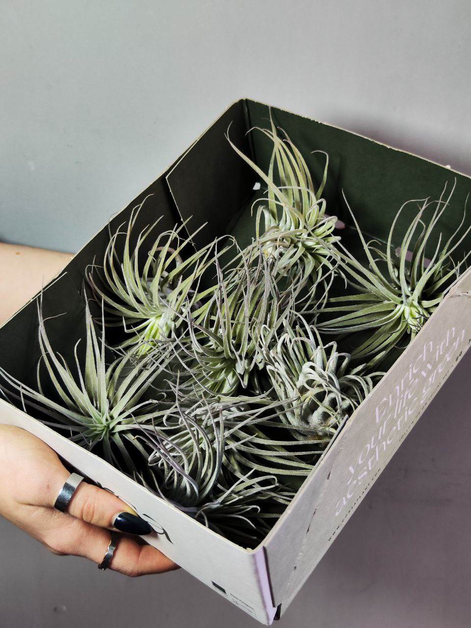 Тилландсия Оаксакана (Tillandsia Oaxacana)