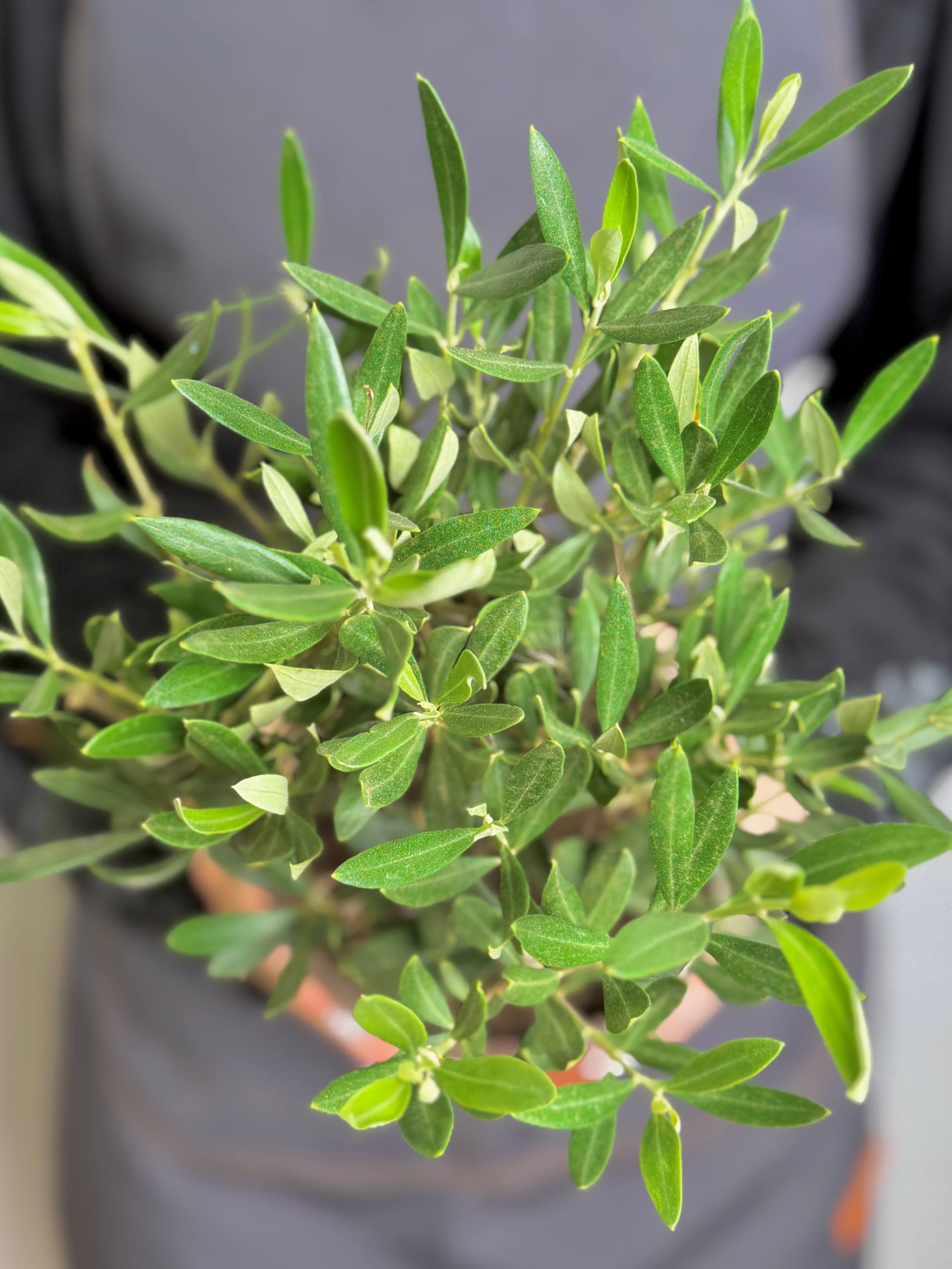 Олива европейская, или Оливковое дерево (Olea Europaea Bush) D15см