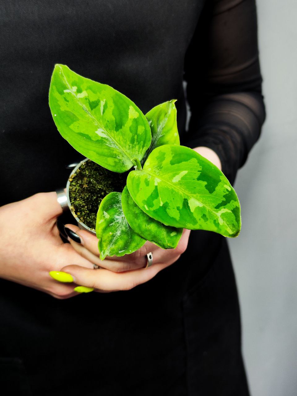 Аглаонема Пиктум Триколор (Aglaonema Pictum Tricolor) D6см