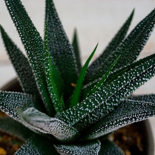 Хавортия Оттянутая, или Аттенуата (Haworthia Attenuata) D5см