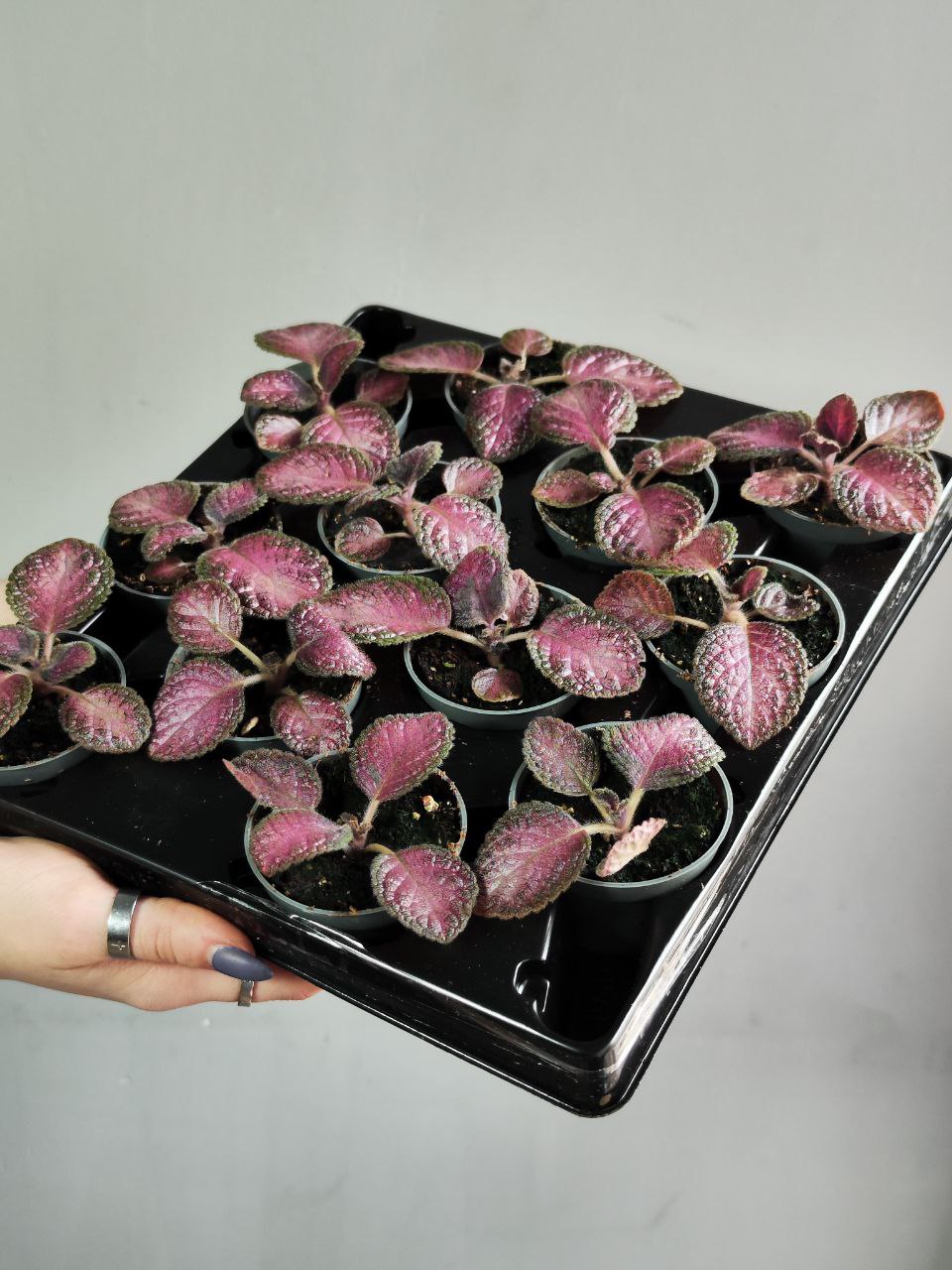 Эписция Малай Джем (Episcia Malayan Gem) D6см
