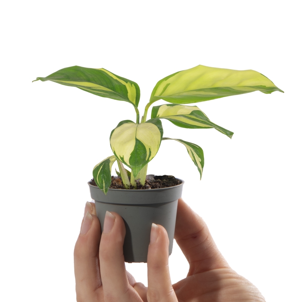Ктенанта Пилоза Голден Мозаик (Ctenanthe Pilosa Golden Mosaic) D6см