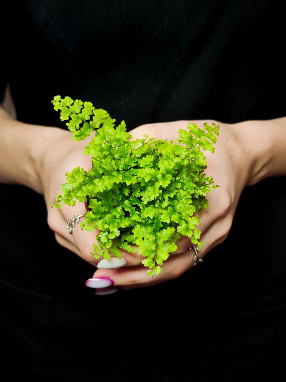 Нефролепис Грин Фэнтези (Nephrolepis Green Fantasy) D5см