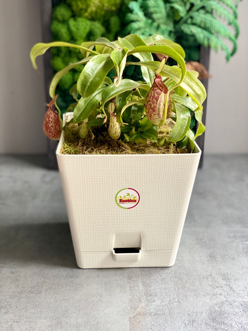 Непентес Хукериана (Nepenthes hookeriana) пересаженный D17см