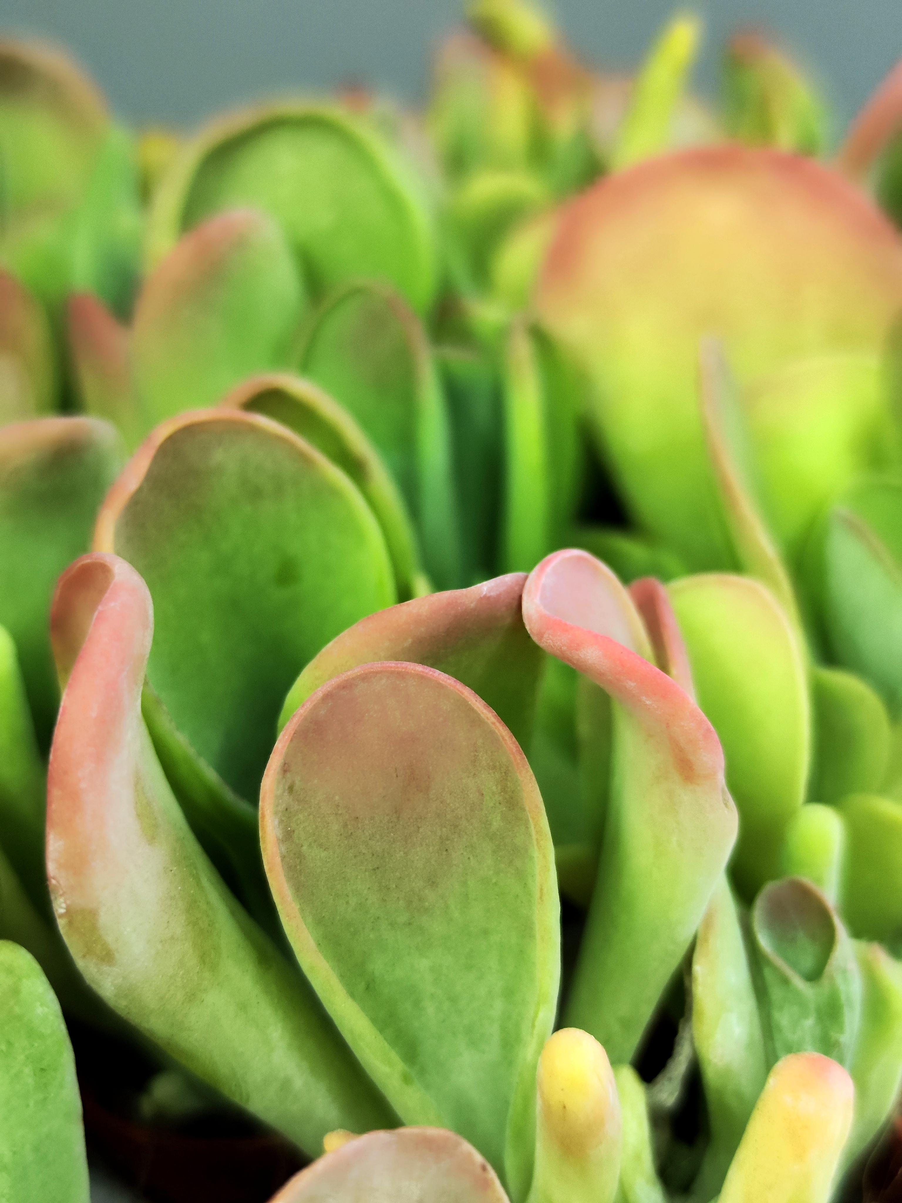 Каланхоэ Орикула Ред (Kalanchoe Oricula Red) D5см