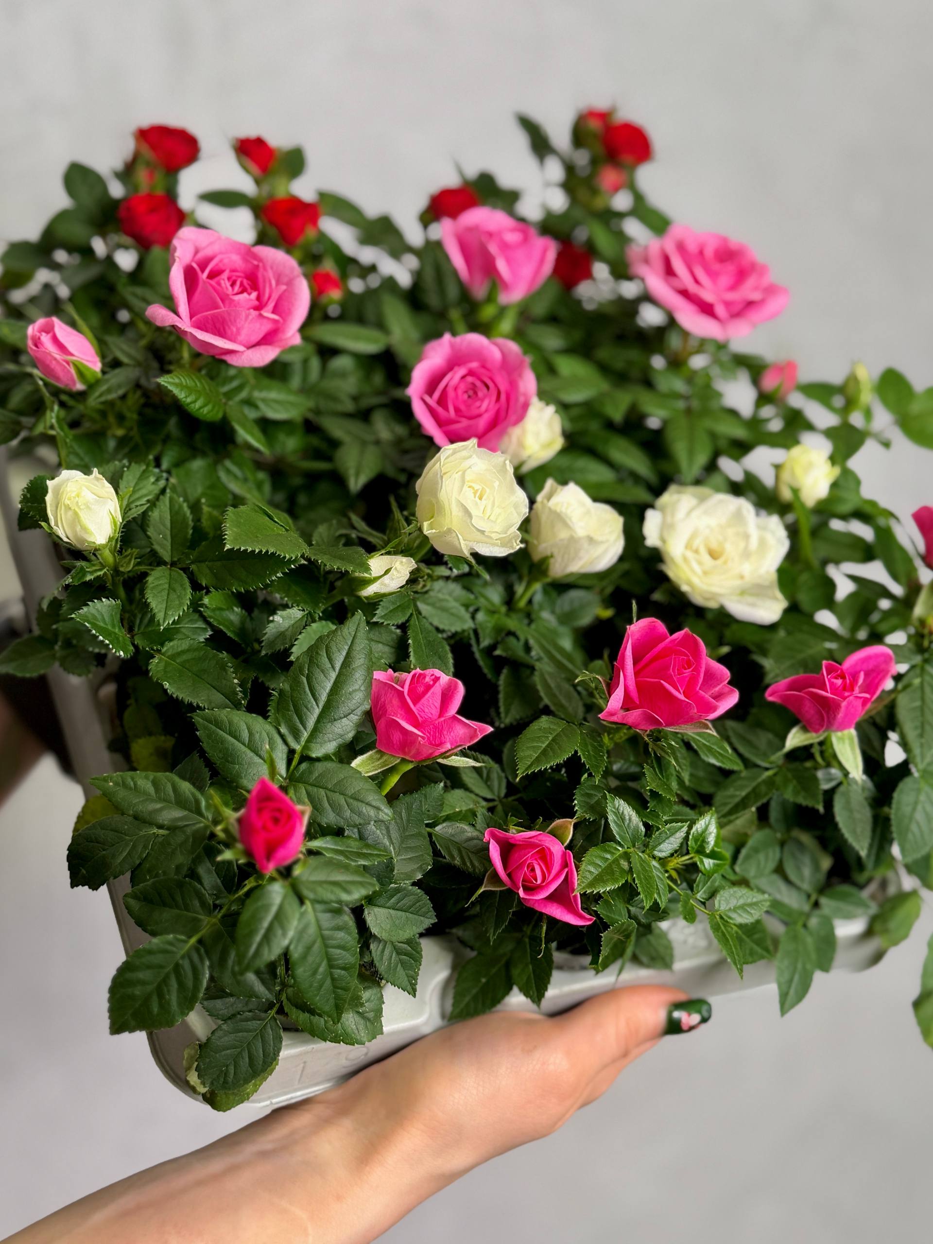 Роза Даника комнатная красная (Rosa Danica Red) D6см